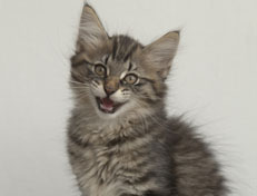 Wildfee's Norwegische Waldkatzen Wildfee's Nuriel - 12 Wochen alt