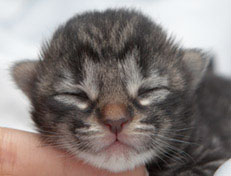 Wildfee's Norwegische Waldkatzen Wildfee's Nala Li - 1 Woche alt