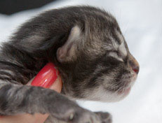 Wildfee's Norwegische Waldkatzen Wildfee's Nala Li - 1 Woche alt