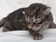 Wildfee's Norwegische Waldkatzen Wildfee's Nala Li - 1 Woche alt