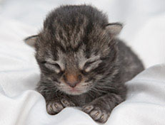 Wildfee's Norwegische Waldkatzen Wildfee's Nala Li - 1 Woche alt