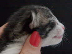 Wildfee's Norwegische Waldkatzen Wildfee's Nina Li - 1 Woche alt