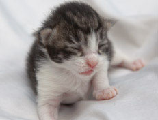 Wildfee's Norwegische Waldkatzen Wildfee's Nina Li - 1 Woche alt