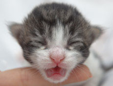 Wildfee's Norwegische Waldkatzen Wildfee's Nina Li - 1 Woche alt