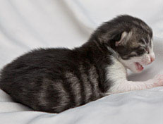 Wildfee's Norwegische Waldkatzen Wildfee's Nina Li - 1 Woche alt