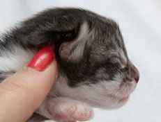 Wildfee's Norwegische Waldkatzen Wildfee's Nori Li - 1 Woche alt