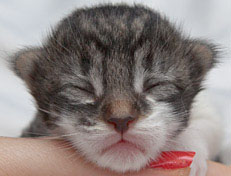 Wildfee's Norwegische Waldkatzen Wildfee's Nori Li - 1 Woche alt