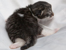 Wildfee's Norwegische Waldkatzen Wildfee's Nori Li - 1 Woche alt