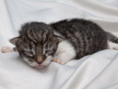 Wildfee's Norwegische Waldkatzen Wildfee's Nori Li - 1 Woche alt