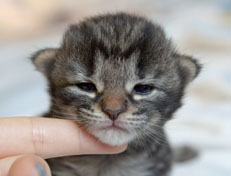 Wildfee's Norwegische Waldkatzen Wildfee's Nala Li - 2 Wochen alt