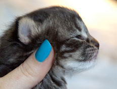 Wildfee's Norwegische Waldkatzen Wildfee's Nala Li - 2 Wochen alt