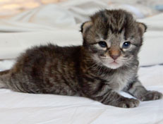 Wildfee's Norwegische Waldkatzen Wildfee's Nala Li - 2 Wochen alt