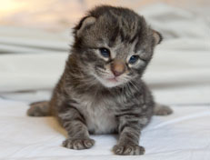 Wildfee's Norwegische Waldkatzen Wildfee's Nala Li - 2 Wochen alt