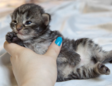 Wildfee's Norwegische Waldkatzen Wildfee's Nala Li - 2 Wochen alt