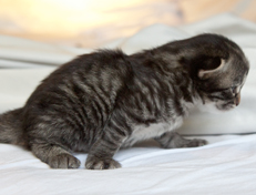 Wildfee's Norwegische Waldkatzen Wildfee's Nala Li - 2 Wochen alt