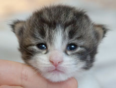 Wildfee's Norwegische Waldkatzen Wildfee's Nina Li - 2 Wochen alt