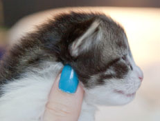 Wildfee's Norwegische Waldkatzen Wildfee's Nina Li - 2 Wochen alt