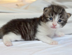 Wildfee's Norwegische Waldkatzen Wildfee's Nina Li - 2 Wochen alt