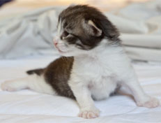 Wildfee's Norwegische Waldkatzen Wildfee's Nina Li - 2 Wochen alt