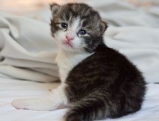 Wildfee's Norwegische Waldkatzen Wildfee's Nina Li - 2 Wochen alt