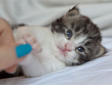 Wildfee's Norwegische Waldkatzen Wildfee's Nina Li - 2 Wochen alt