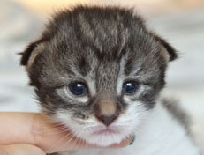 Wildfee's Norwegische Waldkatzen Wildfee's Nori Li - 2 Wochen alt