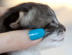 Wildfee's Norwegische Waldkatzen Wildfee's Nori Li - 2 Wochen alt