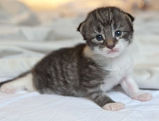 Wildfee's Norwegische Waldkatzen Wildfee's Nori Li - 2 Wochen alt