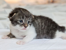 Wildfee's Norwegische Waldkatzen Wildfee's Nori Li - 2 Wochen alt