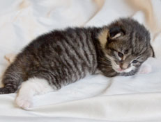 Wildfee's Norwegische Waldkatzen Wildfee's Nori Li - 2 Wochen alt