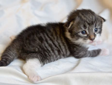 Wildfee's Norwegische Waldkatzen Wildfee's Nori Li - 2 Wochen alt