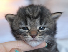 Wildfee's Norwegische Waldkatzen Wildfee's Nala Li - 3 Wochen alt