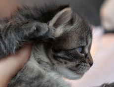 Wildfee's Norwegische Waldkatzen Wildfee's Nala Li - 3 Wochen alt