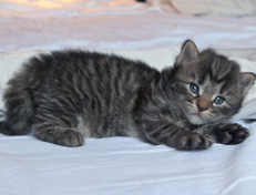 Wildfee's Norwegische Waldkatzen Wildfee's Nala Li - 3 Wochen alt