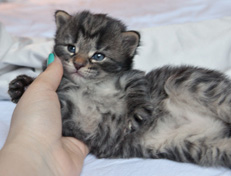 Wildfee's Norwegische Waldkatzen Wildfee's Nala Li - 3 Wochen alt