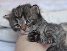 Wildfee's Norwegische Waldkatzen Wildfee's Nala Li - 3 Wochen alt