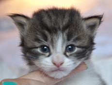 Wildfee's Norwegische Waldkatzen Wildfee's Nina Li - 3 Wochen alt