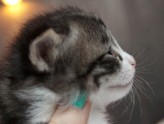 Wildfee's Norwegische Waldkatzen Wildfee's Nina Li - 3 Wochen alt