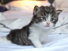 Wildfee's Norwegische Waldkatzen Wildfee's Nina Li - 3 Wochen alt