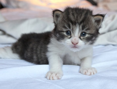 Wildfee's Norwegische Waldkatzen Wildfee's Nina Li - 3 Wochen alt