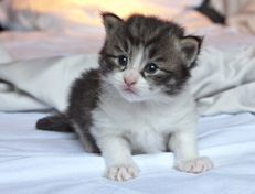 Wildfee's Norwegische Waldkatzen Wildfee's Nina Li - 3 Wochen alt