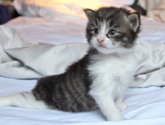 Wildfee's Norwegische Waldkatzen Wildfee's Nina Li - 3 Wochen alt