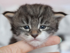 Wildfee's Norwegische Waldkatzen Wildfee's Nori Li - 3 Wochen alt