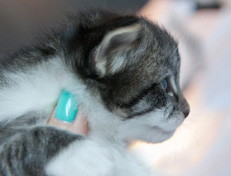 Wildfee's Norwegische Waldkatzen Wildfee's Nori Li - 3 Wochen alt