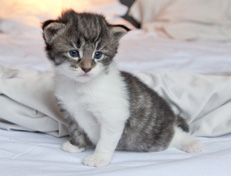 Wildfee's Norwegische Waldkatzen Wildfee's Nori Li - 3 Wochen alt