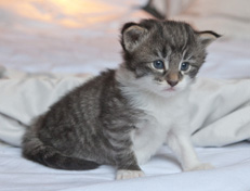 Wildfee's Norwegische Waldkatzen Wildfee's Nori Li - 3 Wochen alt
