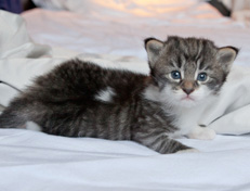 Wildfee's Norwegische Waldkatzen Wildfee's Nori Li - 3 Wochen alt