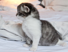 Wildfee's Norwegische Waldkatzen Wildfee's Nori Li - 3 Wochen alt