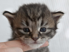 Wildfee's Norwegische Waldkatzen Wildfee's Nuriel - 3 Wochen alt