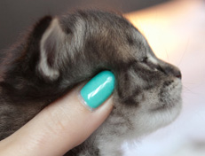 Wildfee's Norwegische Waldkatzen Wildfee's Nuriel - 3 Wochen alt